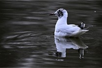 Z9  Grouchy 22-03-03 027  Photo A CG