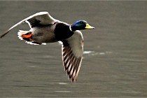 Z9  Grouchy 22-03-03 040  Photo A CG