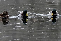 Z9  Grouchy 22-03-03 044  Photo A CG