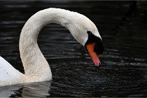 Z9  Grouchy 22-03-03 046  Photo A CG