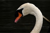 Z9  Grouchy 22-03-03 049  Photo A CG