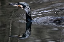 Z9  Grouchy 22-03-03 052  Photo A CG