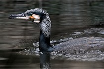 Z9  Grouchy 22-03-03 059  Photo A CG