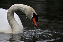 Z9  Grouchy 22-03-03 064  Photo A CG