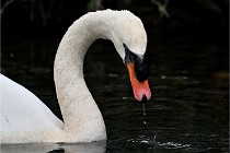 Z9  Grouchy 22-03-03 073  Photo A CG