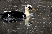 Z9  Grouchy 22-03-03 081  Photo A CG