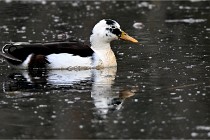 Z9  Grouchy 22-03-03 090  Photo A CG