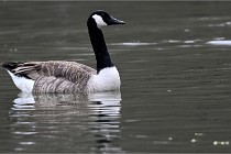 Z9  Grouchy 22-03-03 103  Photo A CG