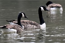 Z9  Grouchy 22-03-03 104  Photo A CG