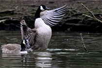 Z9  Grouchy 22-03-03 108  Photo A CG