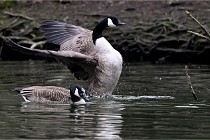 Z9  Grouchy 22-03-03 109  Photo A CG