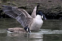 Z9  Grouchy 22-03-03 111  Photo A CG