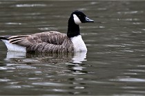 Z9  Grouchy 22-03-03 117  Photo A CG