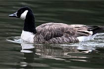 Z9  Grouchy 22-03-03 125  Photo A CG