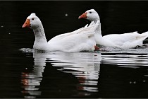 Z9  Grouchy 22-03-03 151  Photo A CG