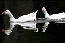 Z9  Grouchy 22-03-03 161  Photo A CG