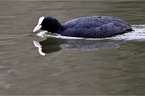 Z9  Grouchy 22-03-03 170  Photo A CG