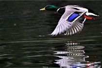 Z9  Grouchy 22-03-03 175  Photo A CG