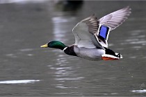 Z9  Grouchy 22-03-03 177  Photo A CG