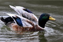 Z9  Grouchy 22-03-03 185  Photo A CG