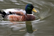 Z9  Grouchy 22-03-03 186  Photo A CG