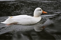 Z9  Grouchy 22-03-03 191  Photo A CG