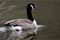 Z9  Grouchy 22-03-03 194  Photo A CG