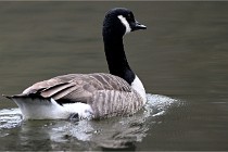 Z9  Grouchy 22-03-03 196  Photo A CG