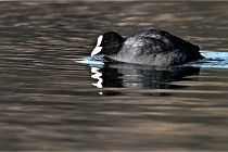 Z9  La vallière 22-03-07 053 01  Photo A CG