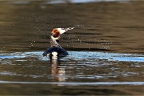 Z9  La vallière 22-03-07 054 01  Photo A CG