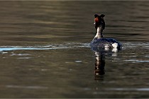 Z9  La vallière 22-03-07 055 01  Photo A CG