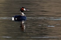 Z9  La vallière 22-03-07 056 01  Photo A CG