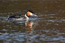 Z9  La vallière 22-03-07 061 01  Photo A CG
