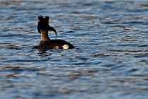 Z9  La vallière 22-03-07 069  Photo A CG