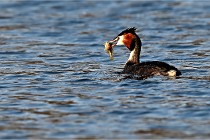 Z9  La vallière 22-03-07 072  Photo A CG