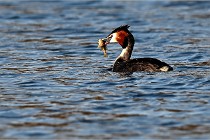 Z9  La vallière 22-03-07 073  Photo A CG