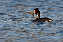 Z9  La vallière 22-03-07 074  Photo A CG