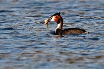 Z9  La vallière 22-03-07 076  Photo A CG