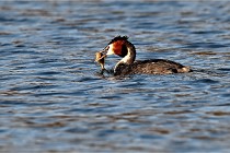 Z9  La vallière 22-03-07 077  Photo A CG