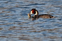 Z9  La vallière 22-03-07 078  Photo A CG