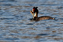 Z9  La vallière 22-03-07 079  Photo A CG