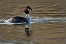 Z9  La vallière 22-03-07 092  Photo A CG