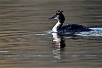 Z9  La vallière 22-03-07 096  Photo A CG