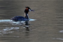 Z9  La vallière 22-03-07 097  Photo A CG