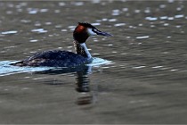 Z9  La vallière 22-03-07 104  Photo A CG