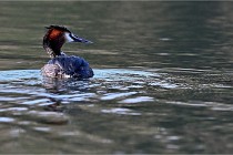 Z9  La vallière 22-03-07 107  Photo A CG