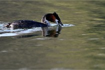 Z9  La vallière 22-03-07 117  Photo A CG