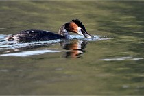 Z9  La vallière 22-03-07 118  Photo A CG