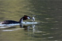 Z9  La vallière 22-03-07 119 01  Photo A CG