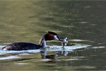 Z9  La vallière 22-03-07 120 01  Photo A CG